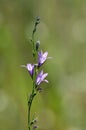 Rampion bellflower