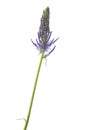 Rampion flower isolated Royalty Free Stock Photo