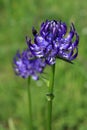 Rampion flowerheads Royalty Free Stock Photo