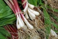 Ramps with roots