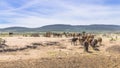 Rams in Africa