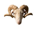 Rams head and horns