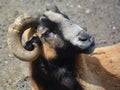 Rams are male bighorn sheep, animals that live in the mountains Royalty Free Stock Photo