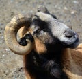 Rams are male bighorn sheep, Royalty Free Stock Photo