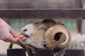 Rams, sheep and goats at the zoo on a summer day