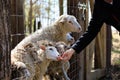 Rams, sheep and goats at the zoo on a summer day