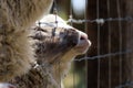 Rams, sheep and goats at the zoo on a summer day