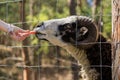 Rams, sheep and goats at the zoo on a summer day