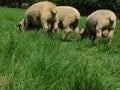 Closeup rear photo of ram Hampshire sheep grazing in a lush bright green grass field Royalty Free Stock Photo