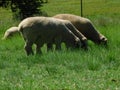 Closeup photo of ram Hampshire sheep grazing in a lush bright green grass field Royalty Free Stock Photo