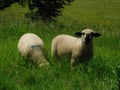 Closeup photo of ram Hampshire sheep grazing in a lush bright green grass field Royalty Free Stock Photo