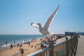 Ramsgate, UK - June 24 2020 A seagull takes off with some motion blur from a railing alongside Ramsgate Main Sands beach during a Royalty Free Stock Photo