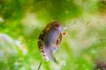 Ramshorn snail climbing up in aquarium