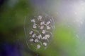 Ramshorn snail eggs on glass in the aquarium Royalty Free Stock Photo