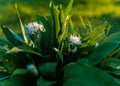 Ramsom, a species of onion, also known as Bear`s Garlic, Wood garlic, Wild Garlic, and Broad-leaved Garlic photographed early in