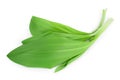 Ramson bunch vegetable isolated on white background with clipping path and full depth of field Royalty Free Stock Photo