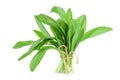 Ramson bunch vegetable isolated on white background with clipping path and full depth of field