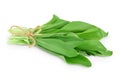Ramson bunch vegetable isolated on white background with clipping path and full depth of field
