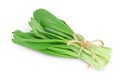 Ramson bunch vegetable isolated on white background with clipping path and full depth of field Royalty Free Stock Photo