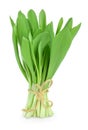 Ramson bunch vegetable isolated on white background with clipping path and full depth of field Royalty Free Stock Photo