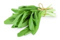 Ramson bunch vegetable isolated on white background with clipping path and full depth of field