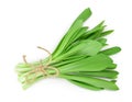 Ramson bunch vegetable isolated on white background with clipping path and full depth of field, Top view. Flat lay