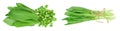 Ramson bunch vegetable isolated on white background with full depth of field, Top view. Flat lay Royalty Free Stock Photo