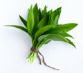 Ramson bunch vegetable isolated on white background