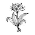 Ramson flowers, bear onion. Isolate on white background, outline, hand drawing.