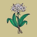 Ramson flowers, bear onion. Vector stock illustration eps10.