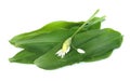 Ramson leaves and flower