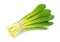 Ramson onion Royalty Free Stock Photo