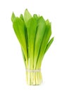 Ramson onion cluster Royalty Free Stock Photo