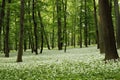 Ramsons (Allium ursinum)