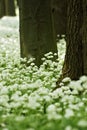 Ramsons (Allium ursinum)