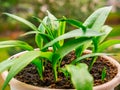 Ramsons Allium ursinum. Known as Bear`s Garlic, Wild Garlic, Broad-leaved Garlic, Wood Garlic - grown at home in a small pot