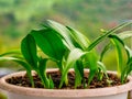 Ramsons Allium ursinum. Known as Bear`s Garlic, Wild Garlic, Broad-leaved Garlic, Wood Garlic - plants growing in a small pot