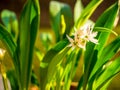 Ramsons Allium ursinum. Known as Bear`s Garlic, Wild Garlic, Wood Garlic - fresh flowering herb lit by the spring sun