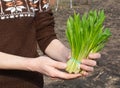 Ramsons benefits concept. Wild garlic was greatly valued for its healing properties in Irish folk medicine