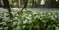 Ramsons and Bluebells