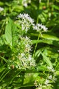 Ramsons flowers