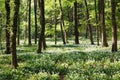 Ramsons in the forest