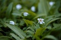 Ramsons leaves (Allium ursinum) with windflower (Anemonoides nemorosa).