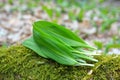 Ramsons leaves, wild garlic