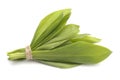 Ramsons leaves, wild garlic leaves isolated on white background.