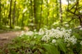 Ramsons Wild garlic in a forest