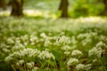 Ramsons Wild garlic in a forest during a sunny summer day