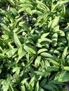 Ramsons or wild garlic plants in the early spring. Royalty Free Stock Photo