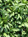 Ramsons or wild garlic plants in the early spring. Royalty Free Stock Photo