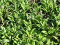 Ramsons or wild garlic plants in the early spring. Royalty Free Stock Photo